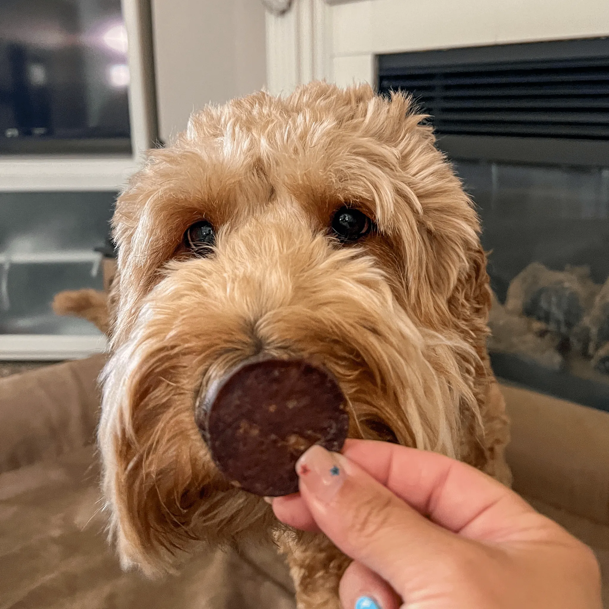 Beef Chips for Dogs