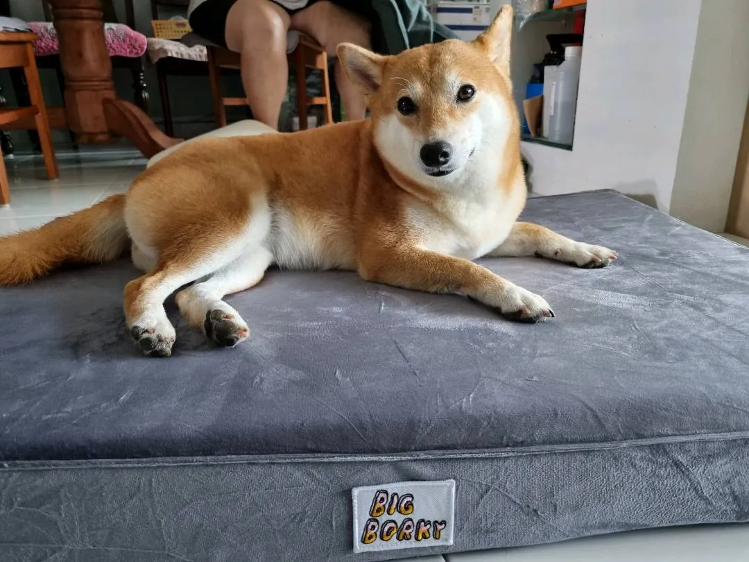 Big Borky Orthopedic Dog Bed (Choco Brown)