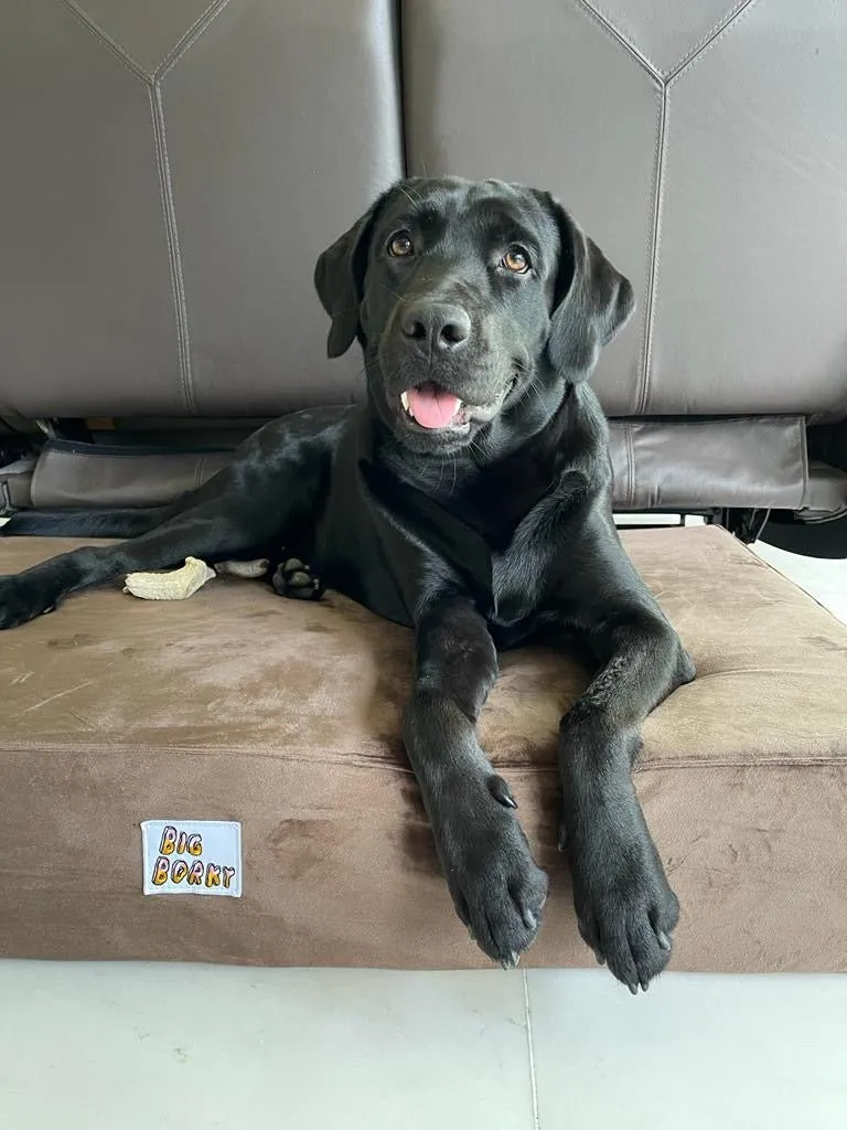 Big Borky Orthopedic Dog Bed (Choco Brown)