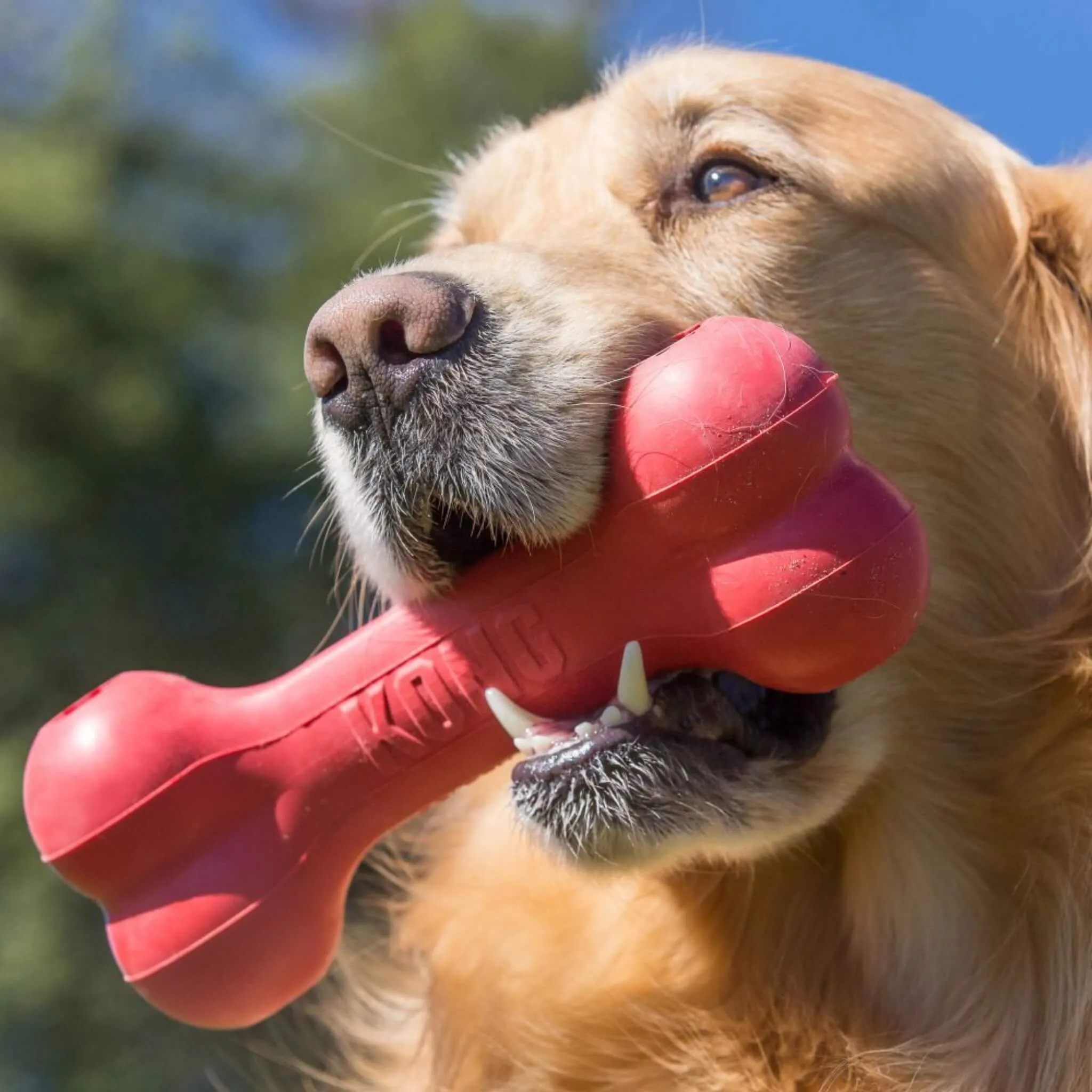 KONG Goodie Dog Bone Chew Toy