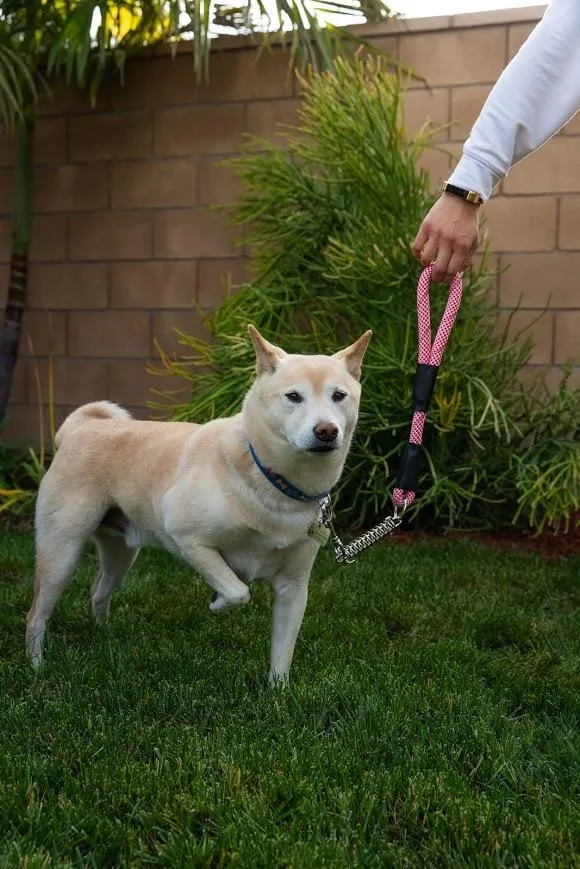 Petique Reflective Leashes with Shock Absorber