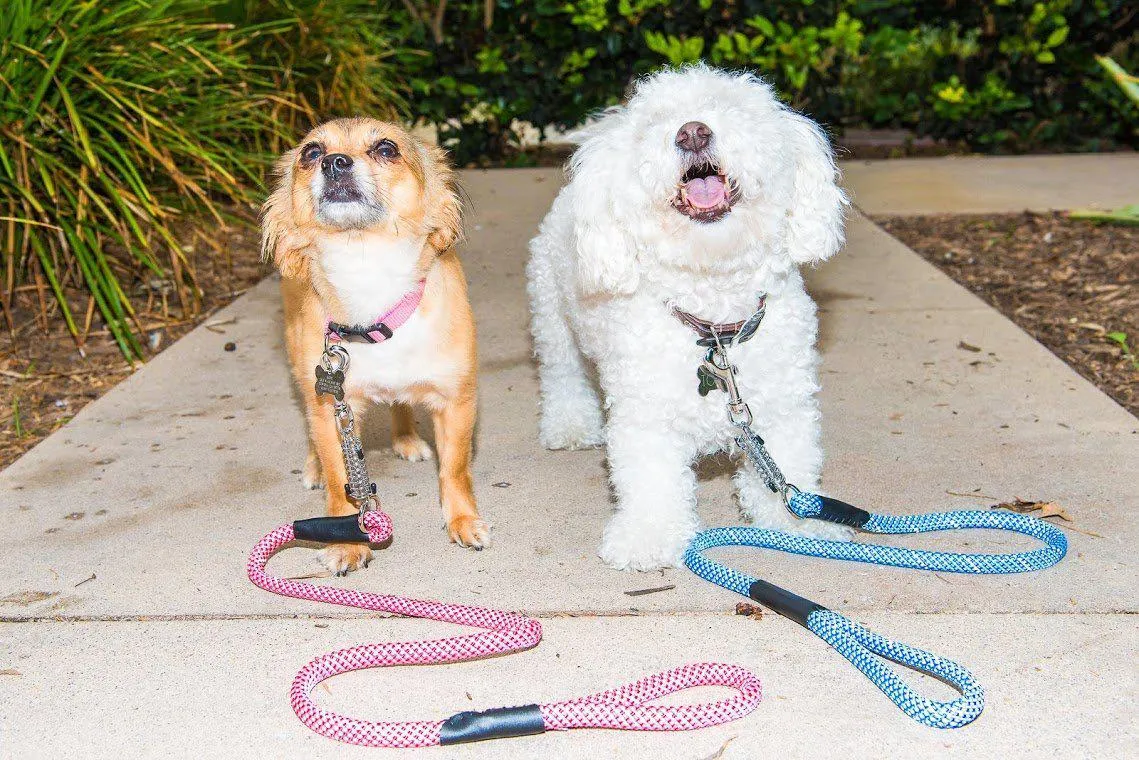 Petique Reflective Leashes with Shock Absorber