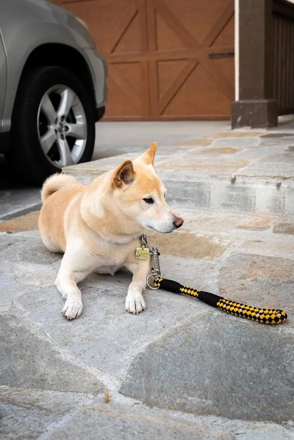 Petique Reflective Leashes with Shock Absorber