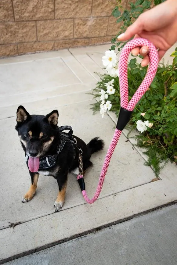 Petique Reflective Leashes with Shock Absorber