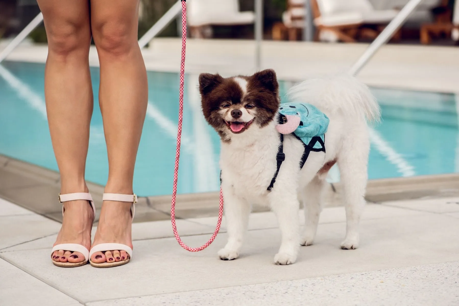 Petique Reflective Leashes with Shock Absorber