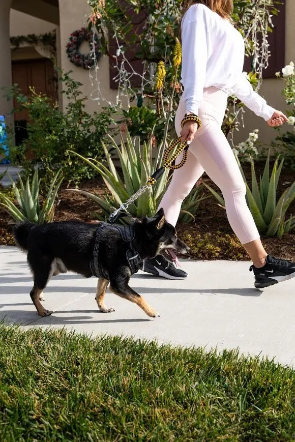 Petique Reflective Leashes with Shock Absorber