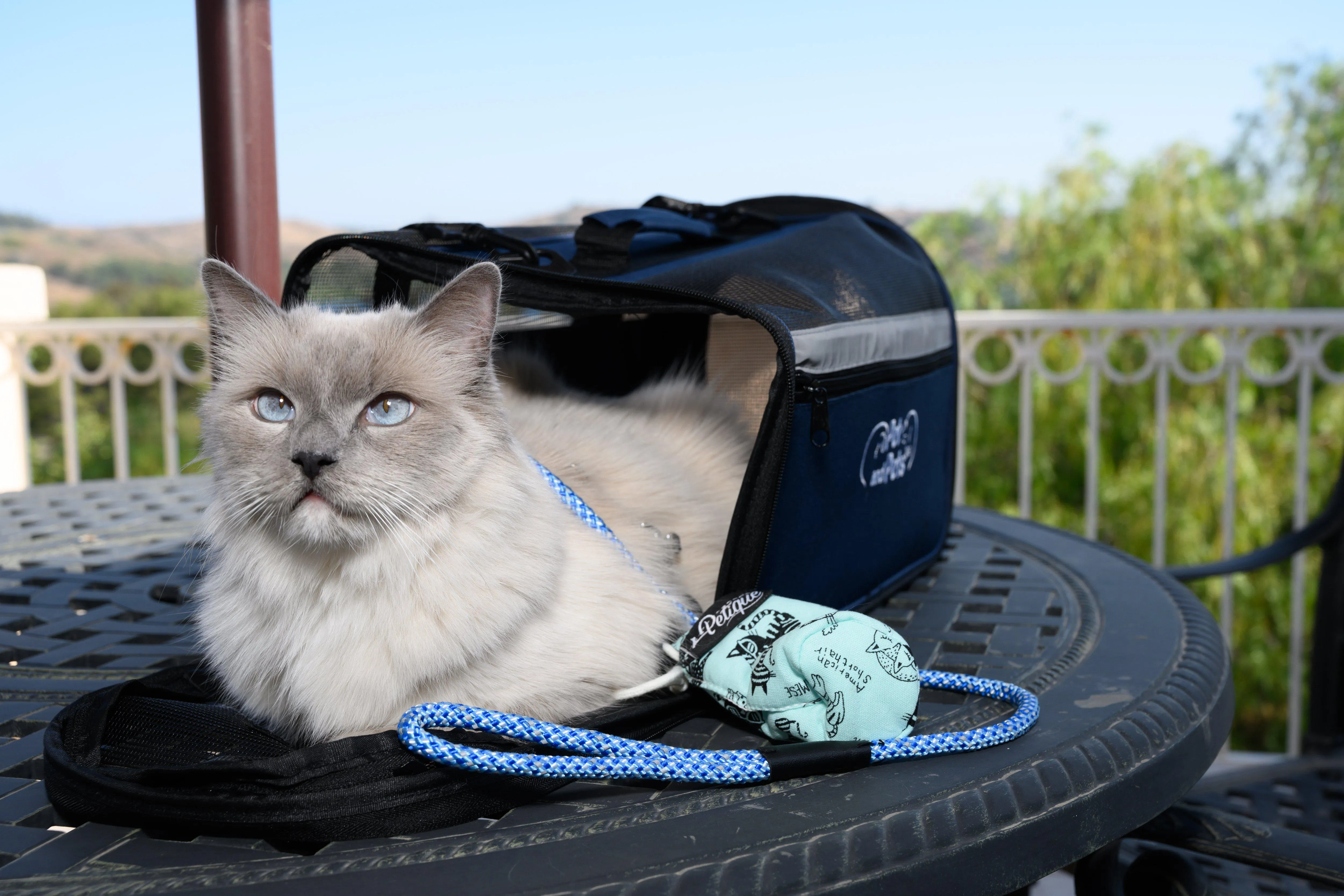 Petique Reflective Leashes with Shock Absorber