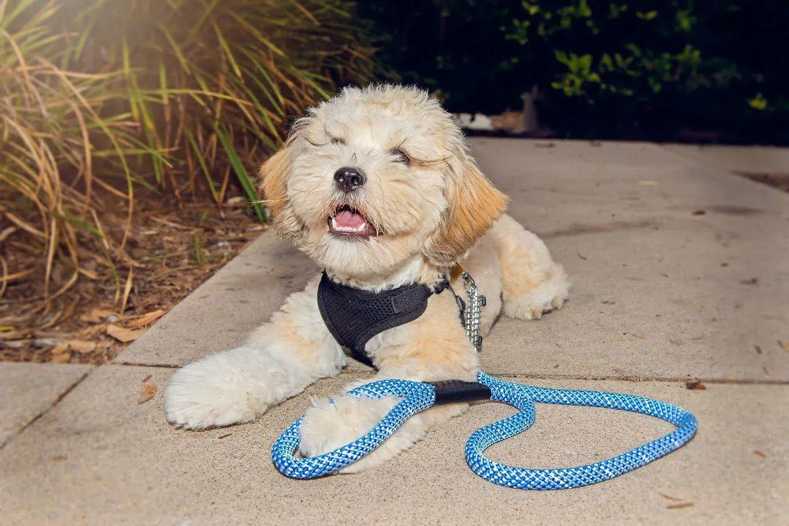 Petique Reflective Leashes with Shock Absorber