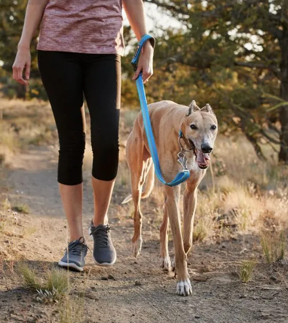 Ruffwear Crag™ Reflective & Multi-Use Dog Leash (Grassy Oxbow)