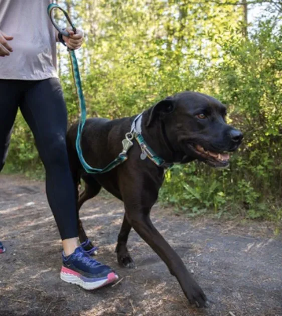 Ruffwear Crag™ Reflective & Multi-Use Dog Leash (Grassy Oxbow)